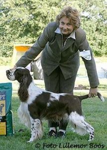 european english springer spaniels